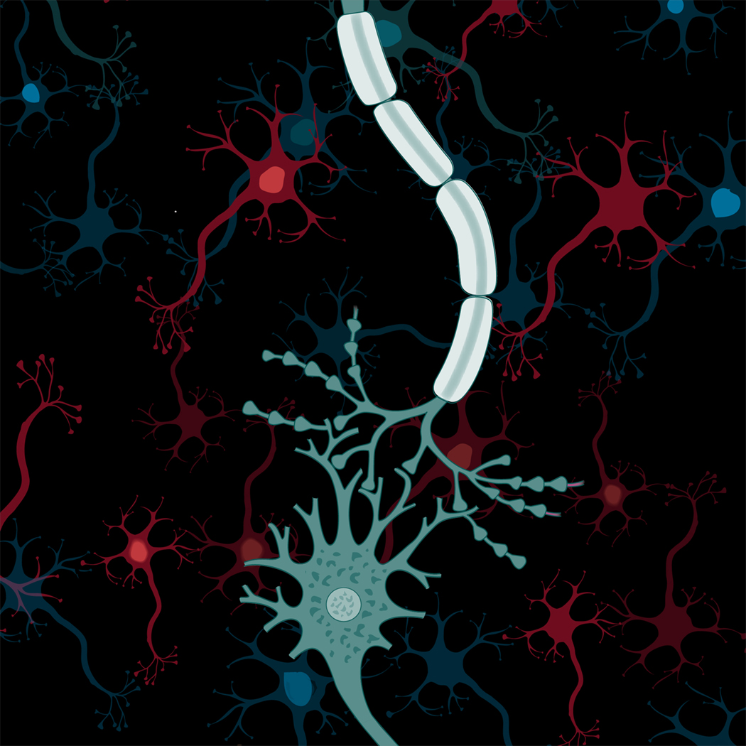 neuron, nervtråd