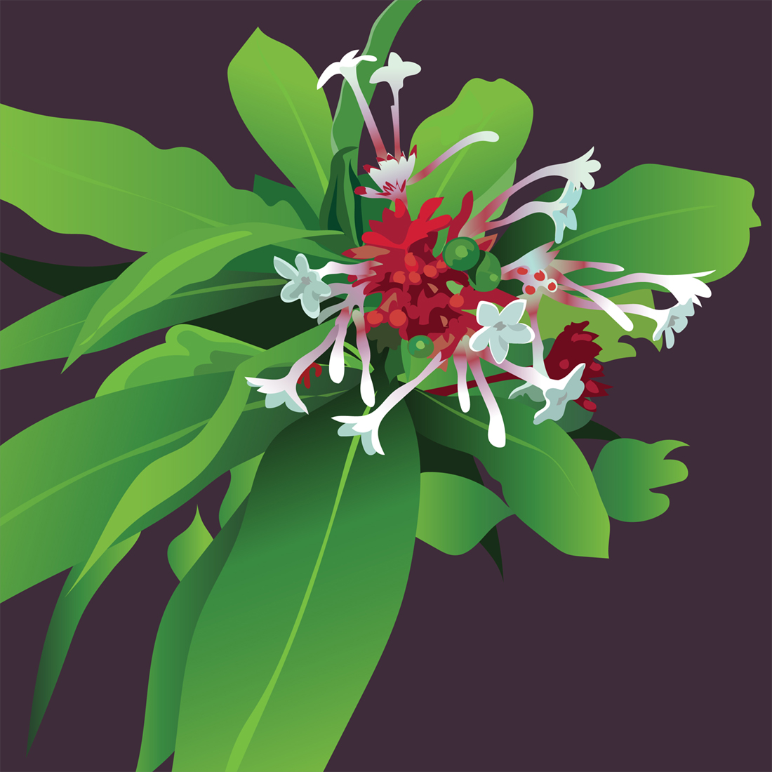 rauwolfia serpentina